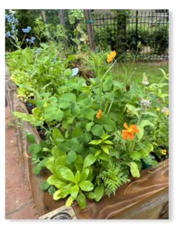 composting blog image of garden in raised bed